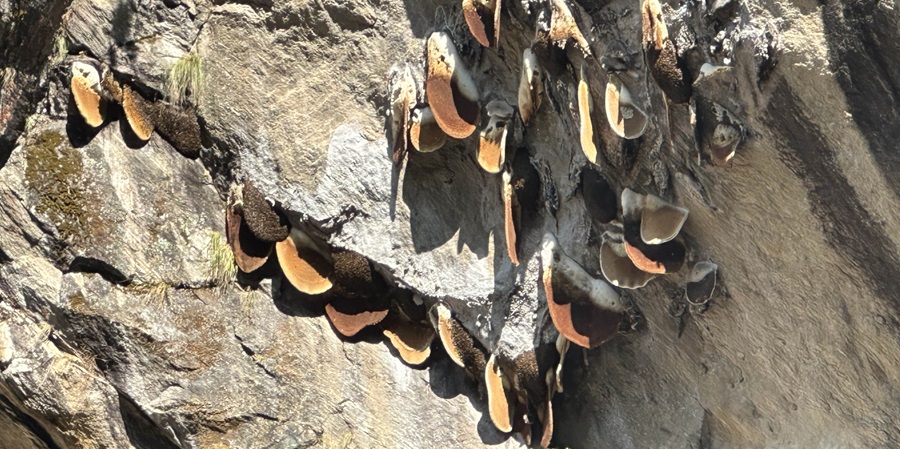 Langtang Valley Trek- Syabrubensi to Lama Hotel Day 2 (4)