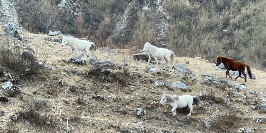 Langtang Valley Trekking (5)