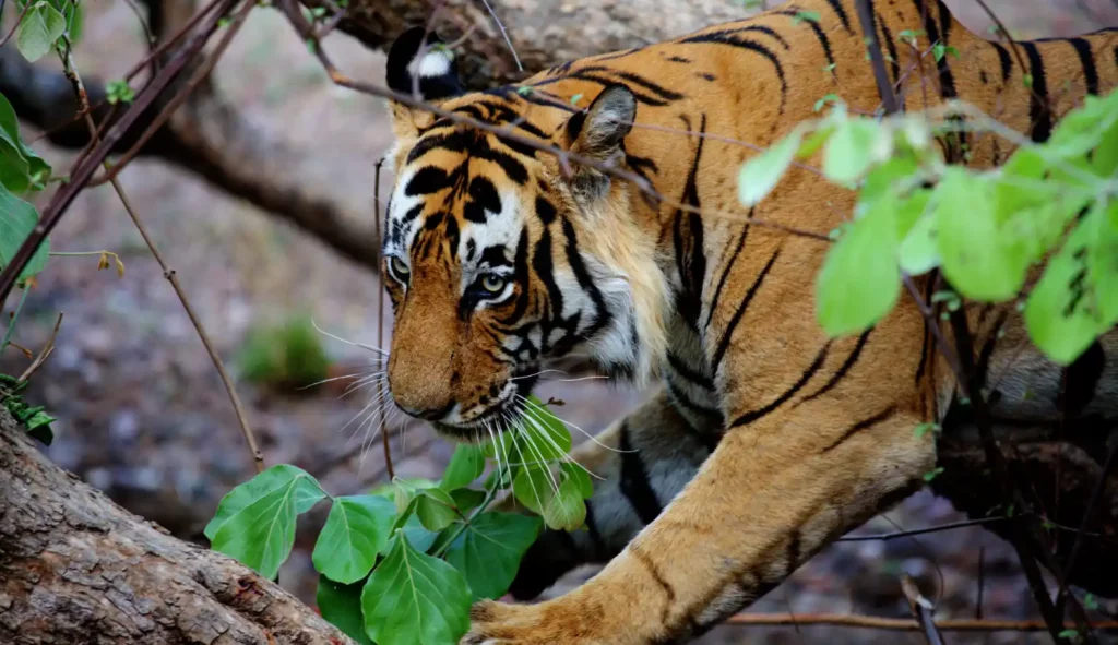 Luxury Chitwan Jungle Safari