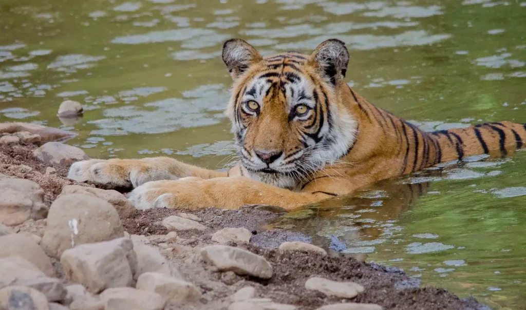 Luxury Chitwan Jungle Safari