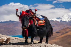 Lhasa to Everest Base Camp Overland Tour