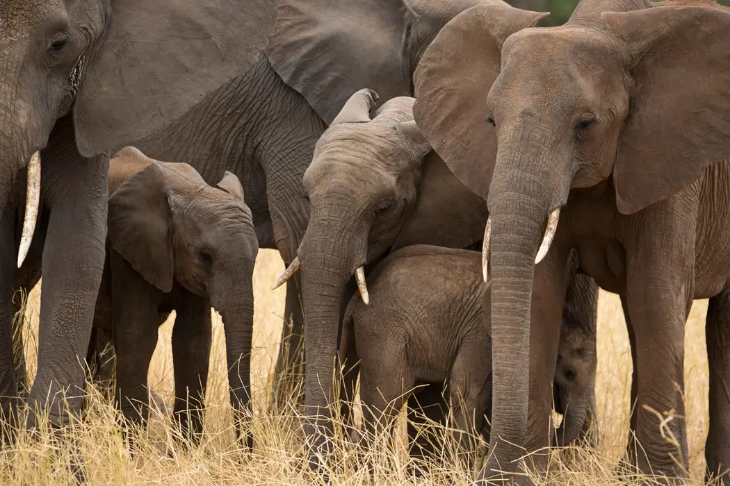 5-Day Tanzania Safari 