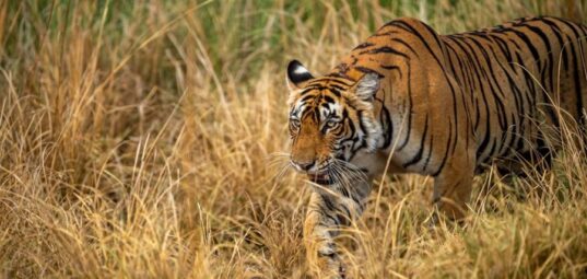 Bardia National Park Tour