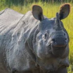 Luxury Chitwan Jungle Safari